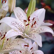 Azucena oriental 'Sterling Star'